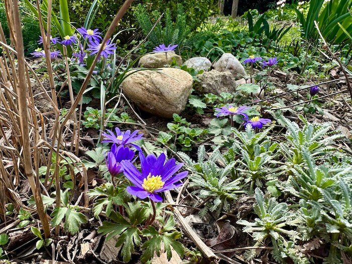 Anemones for springtime color - Mediterranean Garden Blog