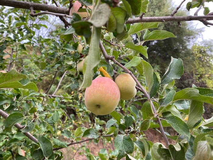 Apples in a mediterranean garden in Languedoc South of France