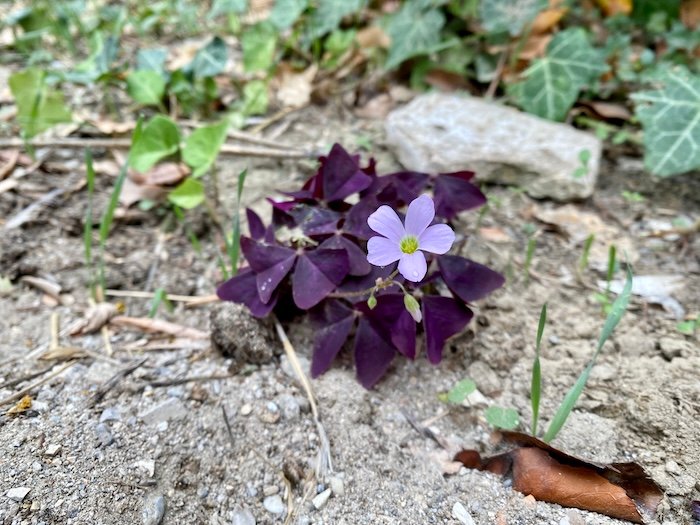 Oxalis purpurea in a mediterranean garden in Languedoc South of France