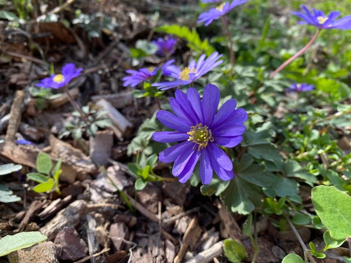 Blue anemone blanda in a mediterranean garden in Languedoc South of France