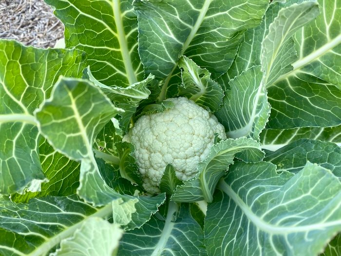 Cauliflower in a mediterranean vegetable garden in Languedoc South of France