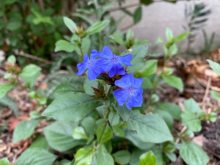 Ceratostigma plumbaginoides in a mediterranean garden in Languedoc South of France