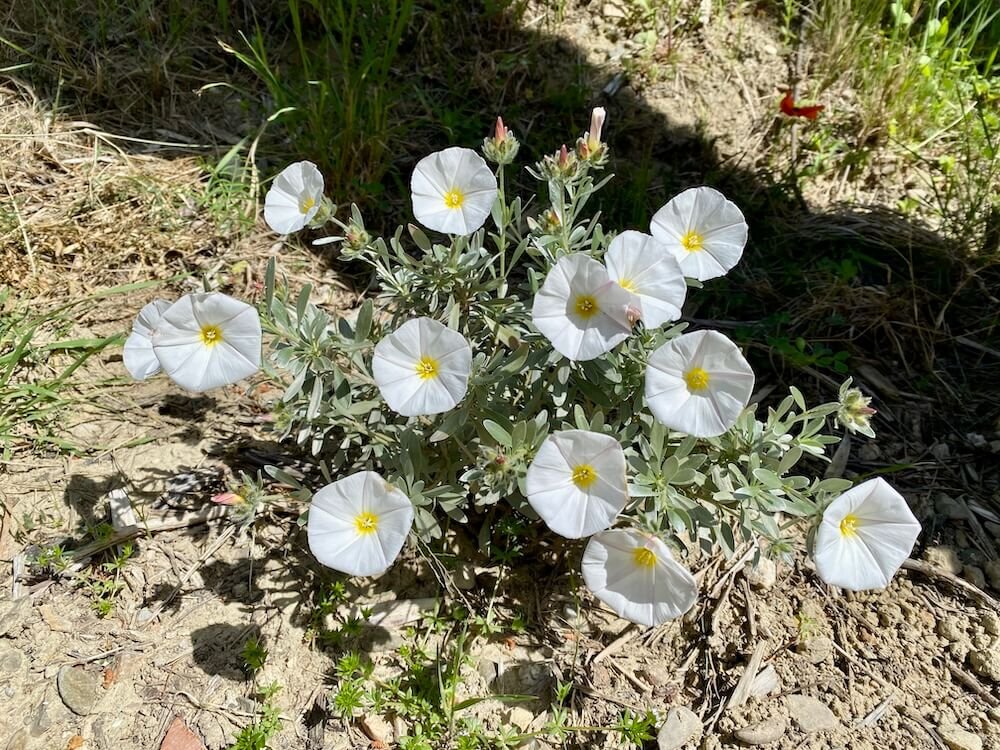 Convolvulus cneorum aka silverbush in mediterranean Garden in Languedoc, South of France