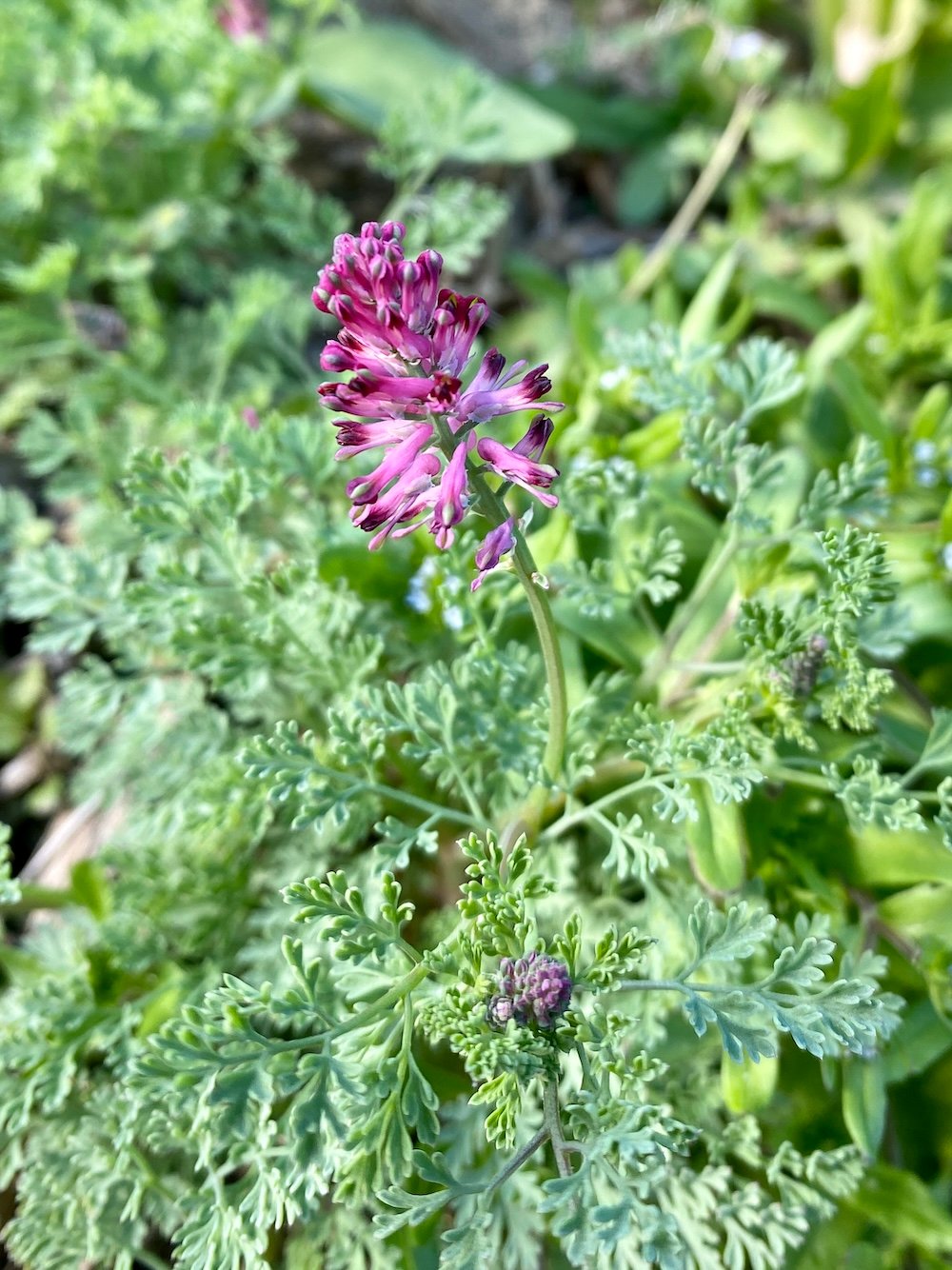 fumaria officinalis or common fumitory - wildflower in mediterranean Garden in Languedoc, South of France