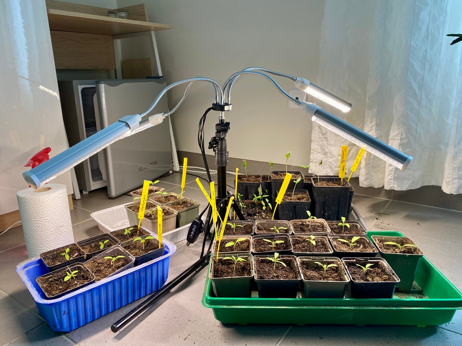 Young plants under grow lamps