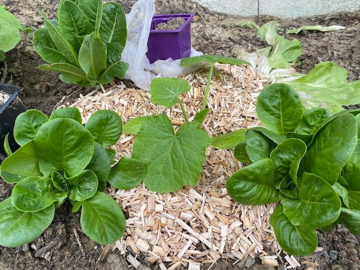 Young Zucchini plant in the mediterranean garden