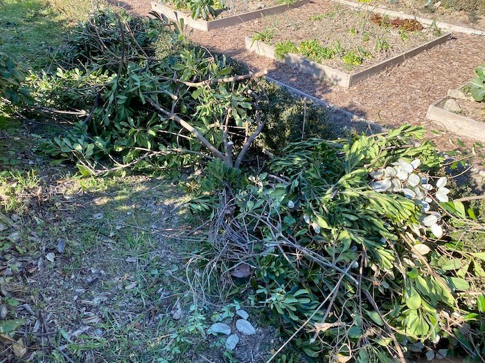 Cutting and trimming in mediterranean garden in Languedoc South of France