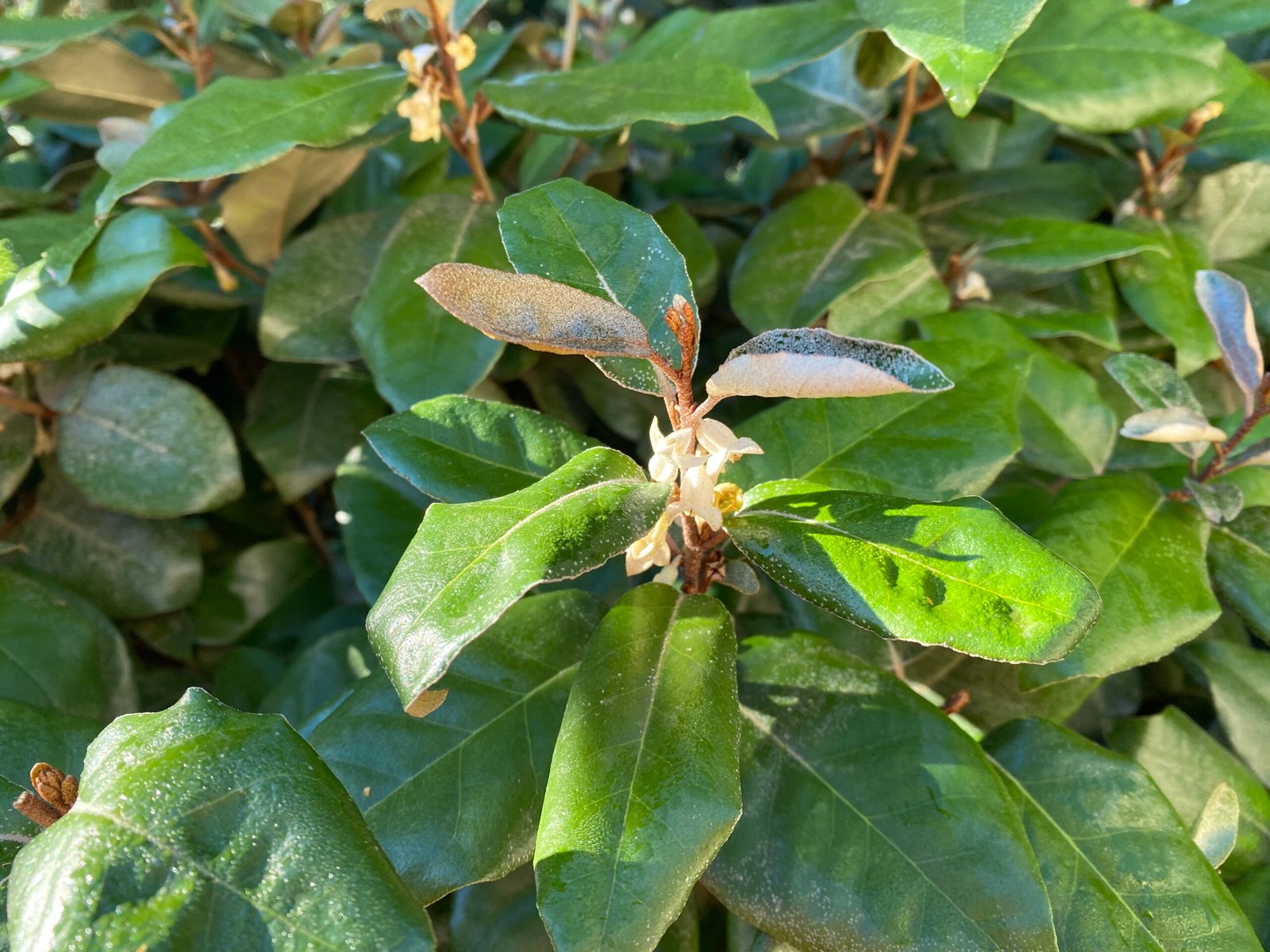 Eleagnus ebbingei or submacrophylla flowers in fall and winter - mediterranean Garden in Languedoc South of France