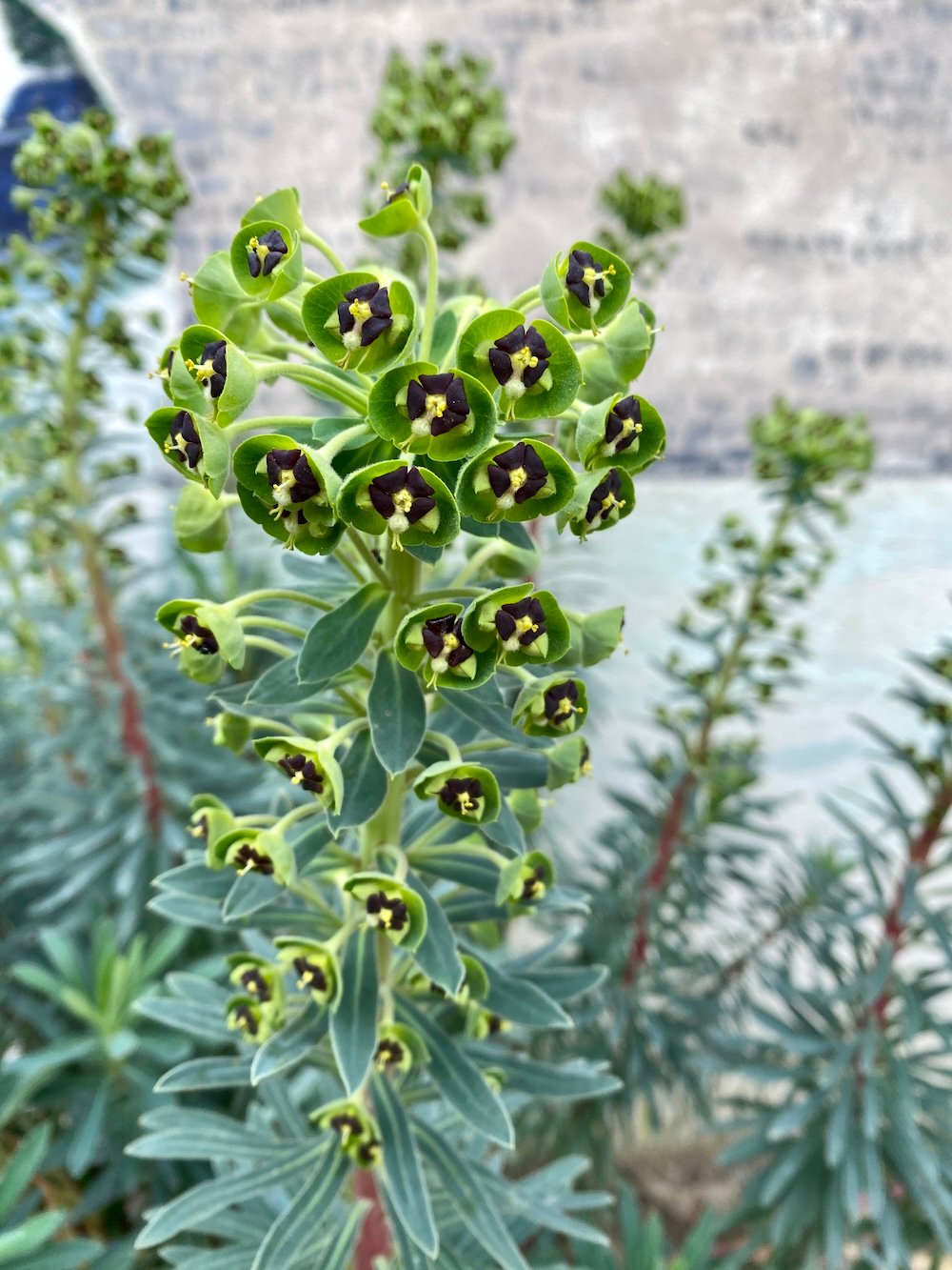 Euphorbia characias, South of France, Languedoc