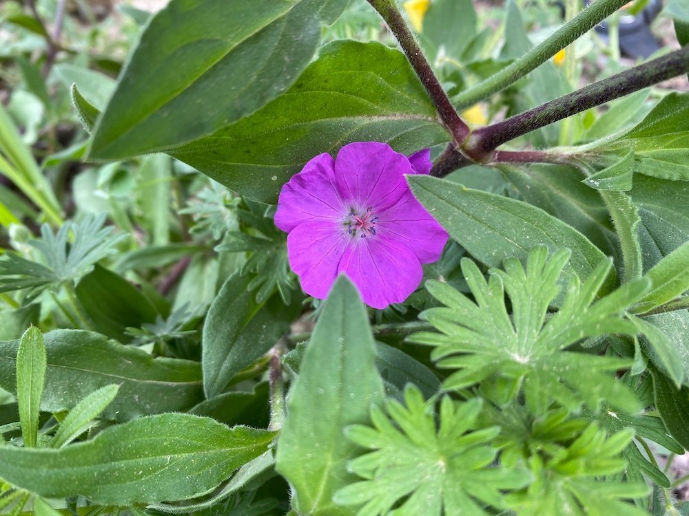 Geranium sanguineum Max Frei, South of France, Languedoc