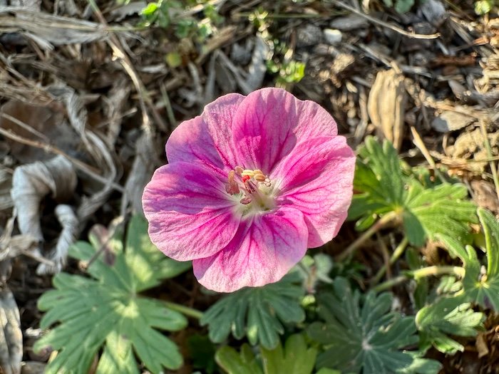 Geranium