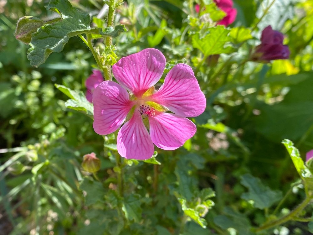 Anisodontea