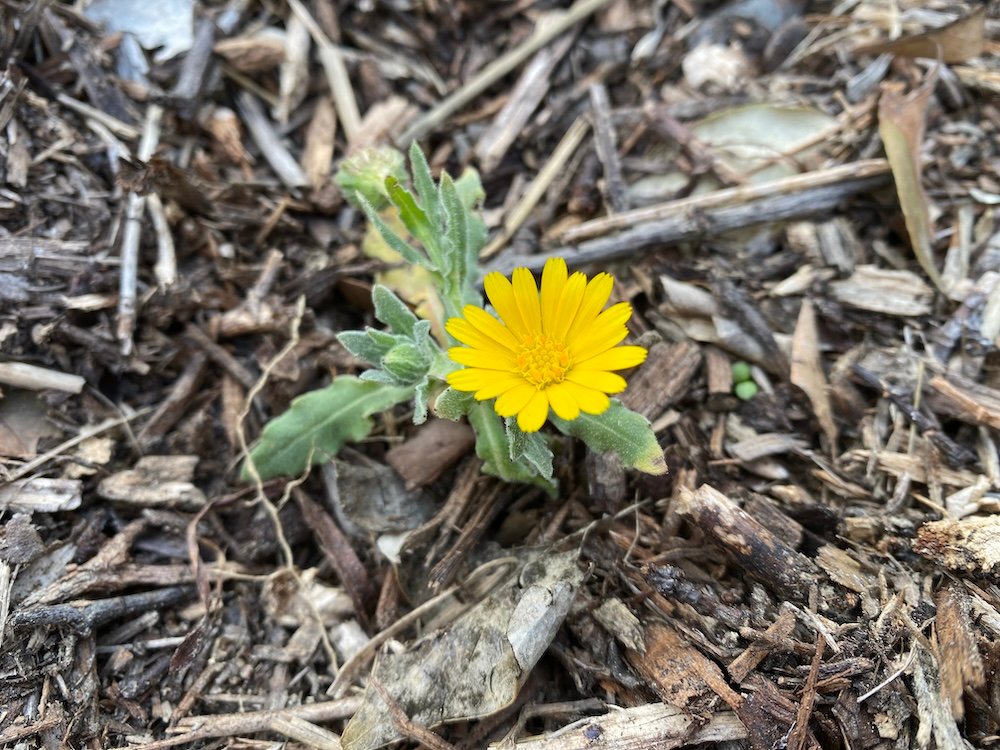 Calendula arvensis or Field Marigold