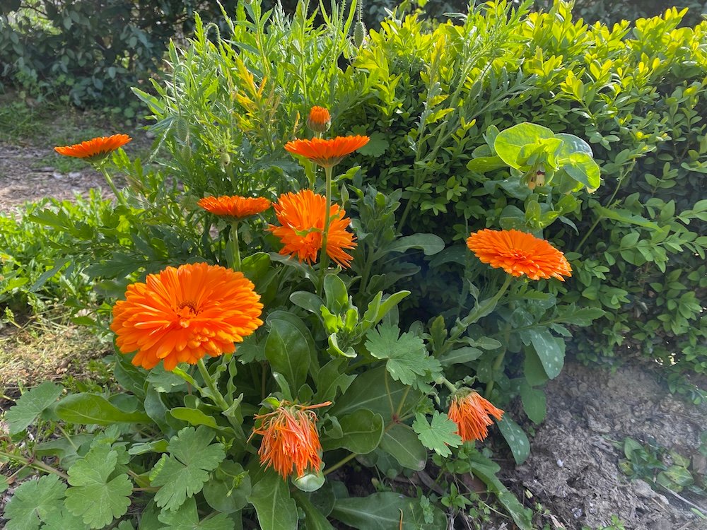 Calendula officinalis, filled flower, orange