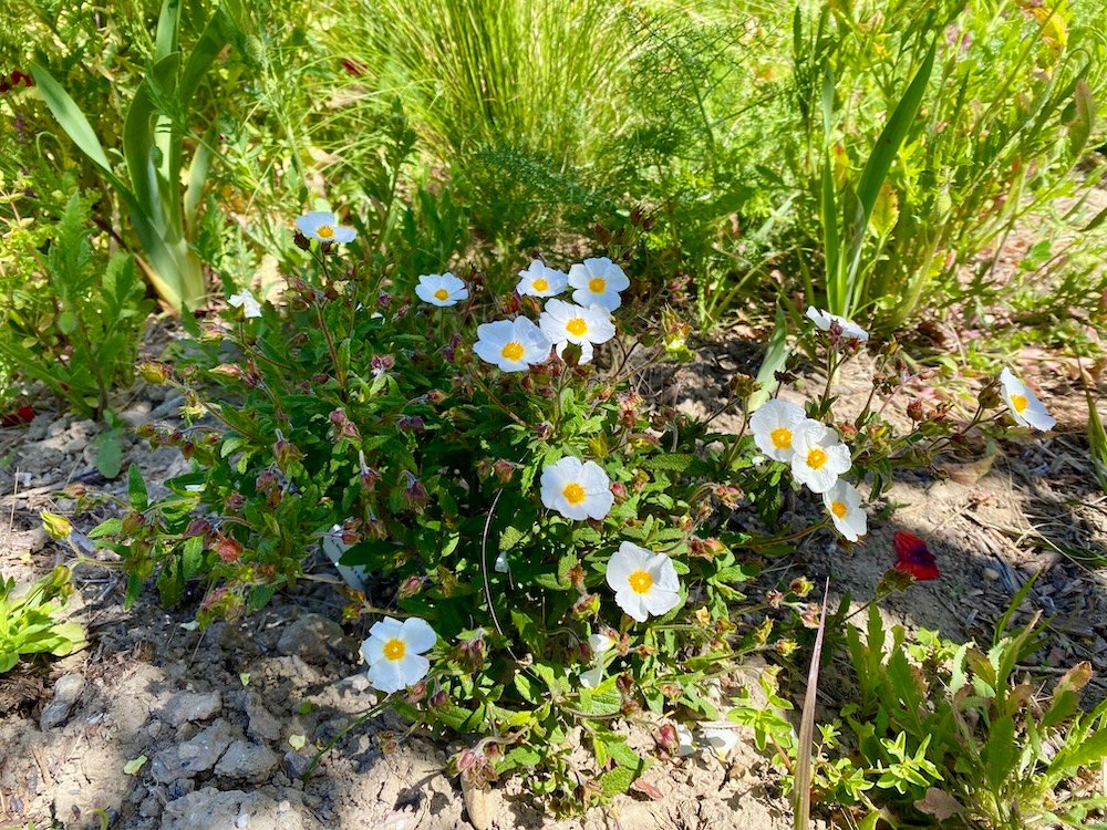 Cistus tramontane