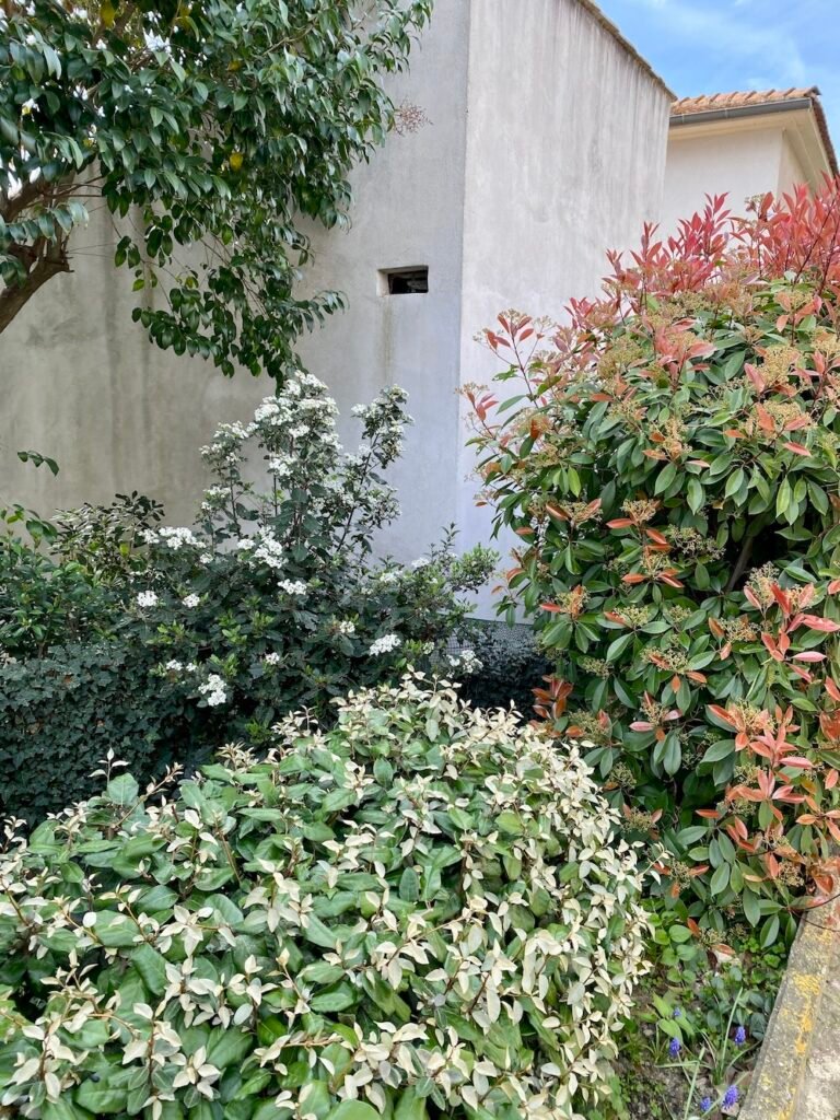 Viburnum tinus with Eleagnus ebbingei and Photinia fraseri