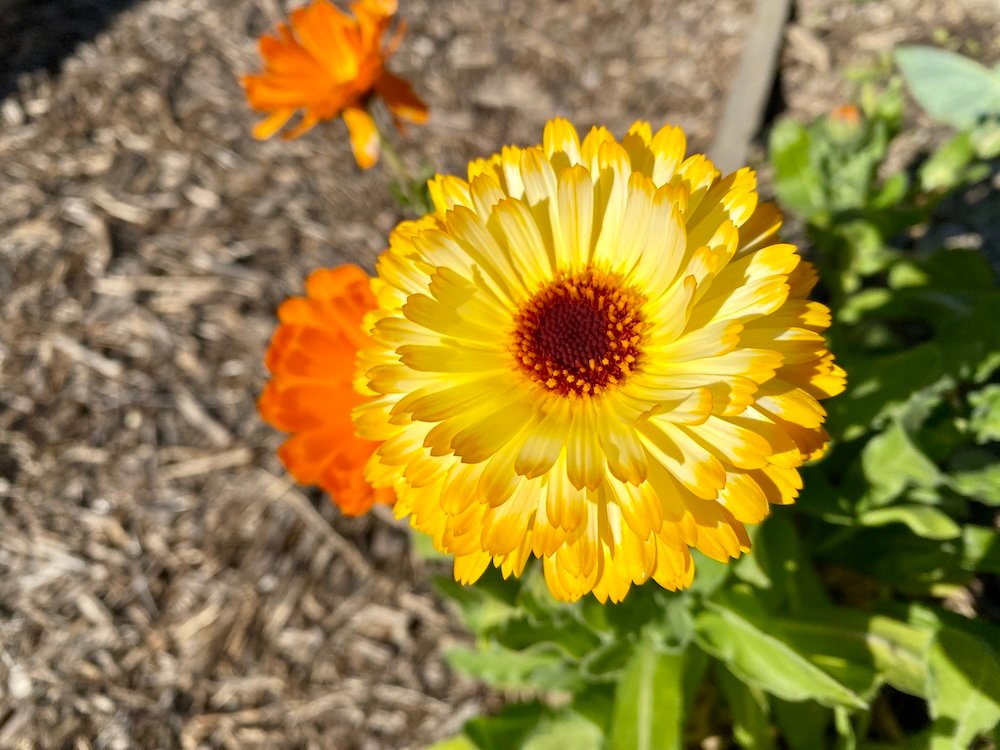 Calendula officinalis, filled flower, yellow