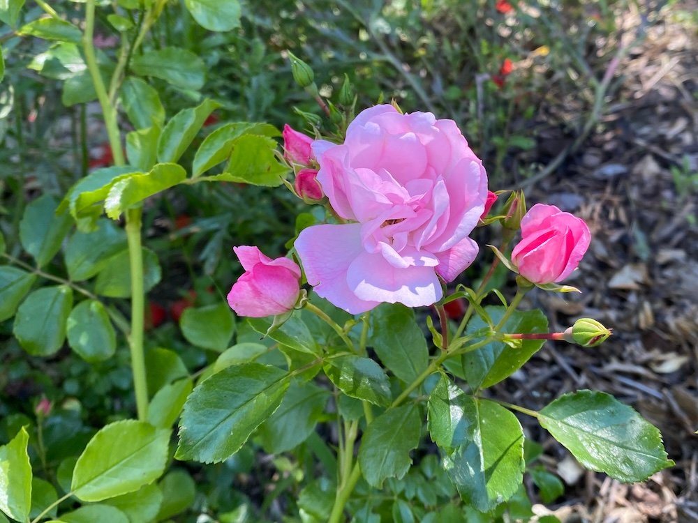 Roses for a Mediterranean Garden