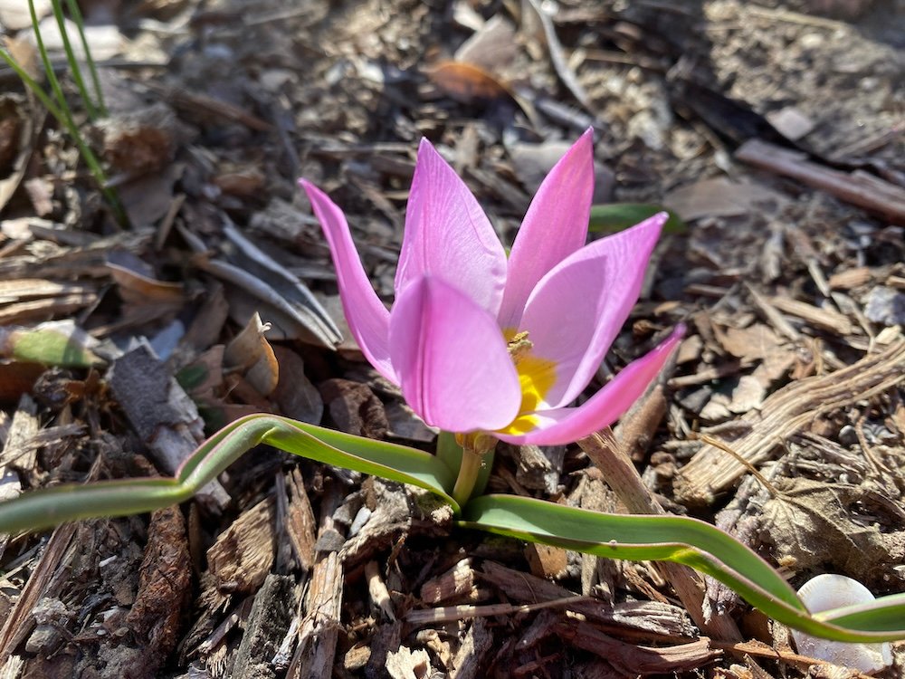 Springtime bulb Tulipa humilis pulchella