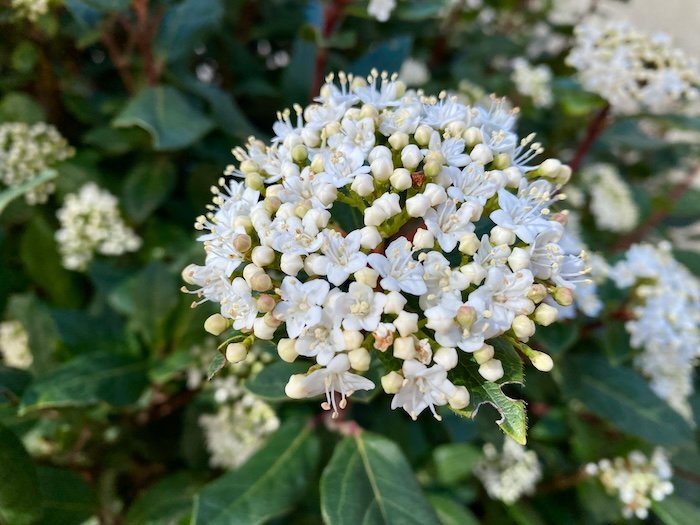 Viburnum tinus, white flowers