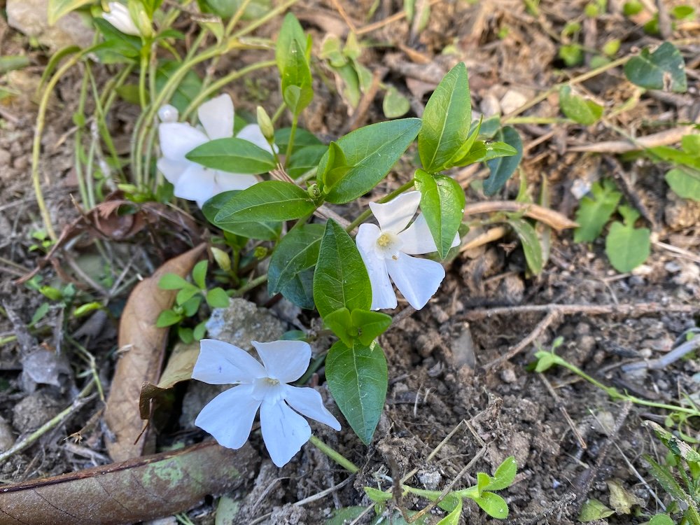 White Vinca minor alba flowers