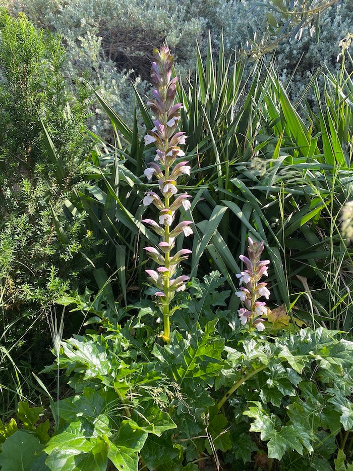 acanthus mollis flower in spring