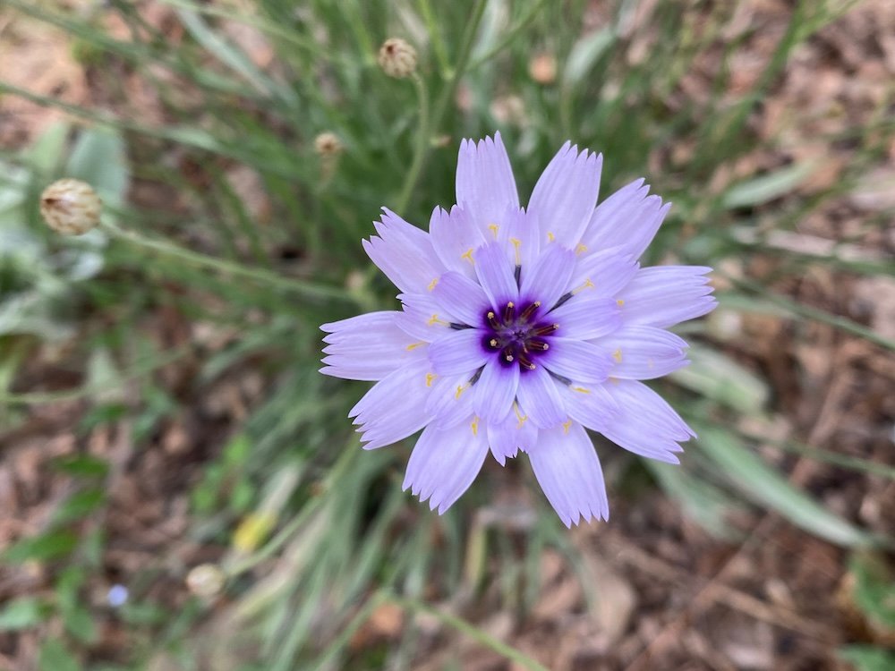 Blue-flowering Catananche caerulea 'Tizi n'Test'