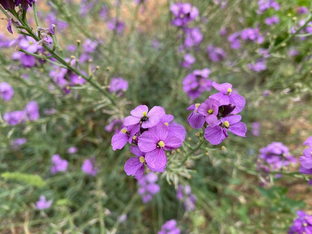 Erysimum linifolium Bowles Mauve