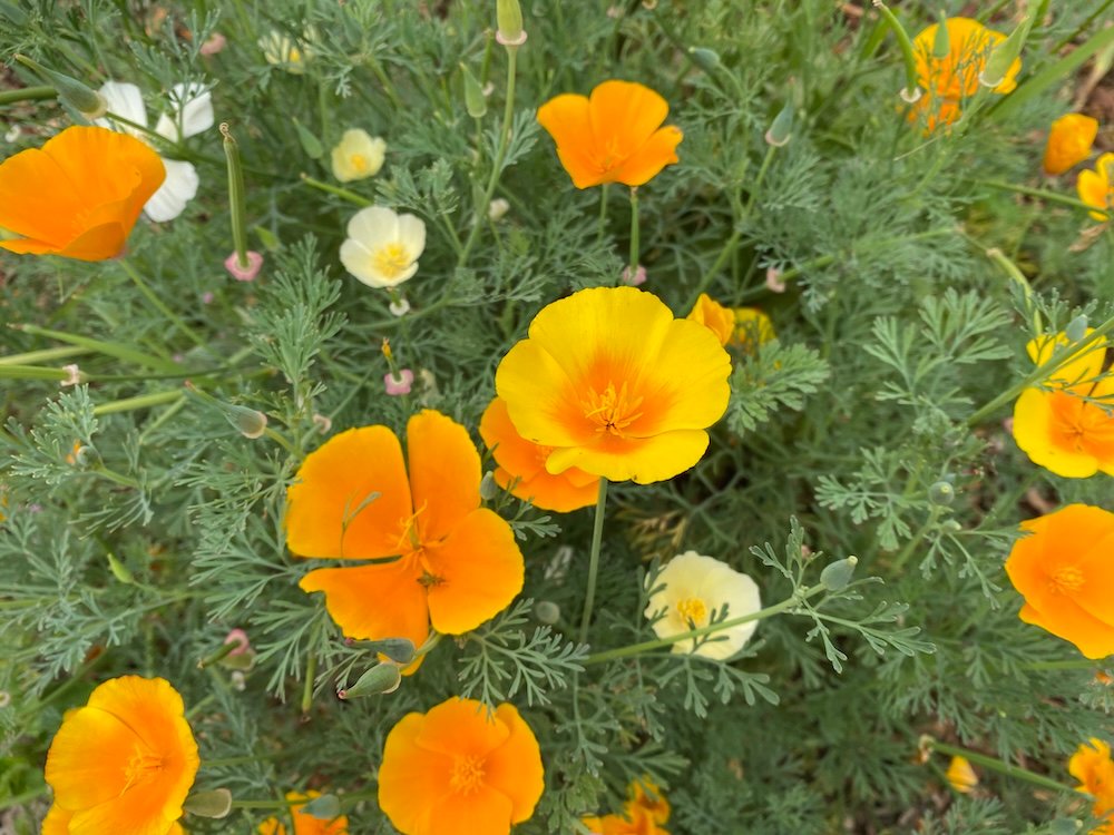 Eschscholzia californica