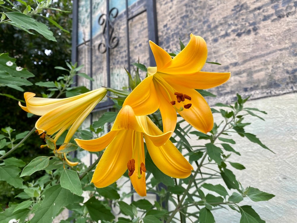 Lilium regale African Queen