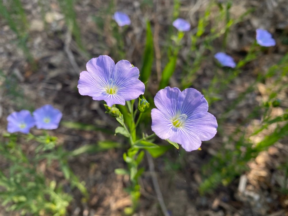 Linum usitatissimum