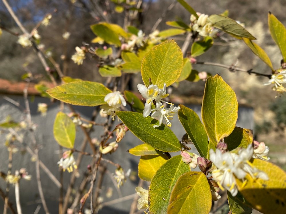 Lonicera purpusii or fragrantissima