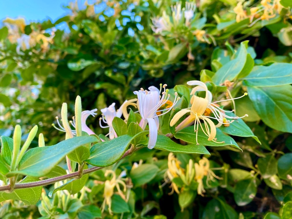 Lonicera japonica