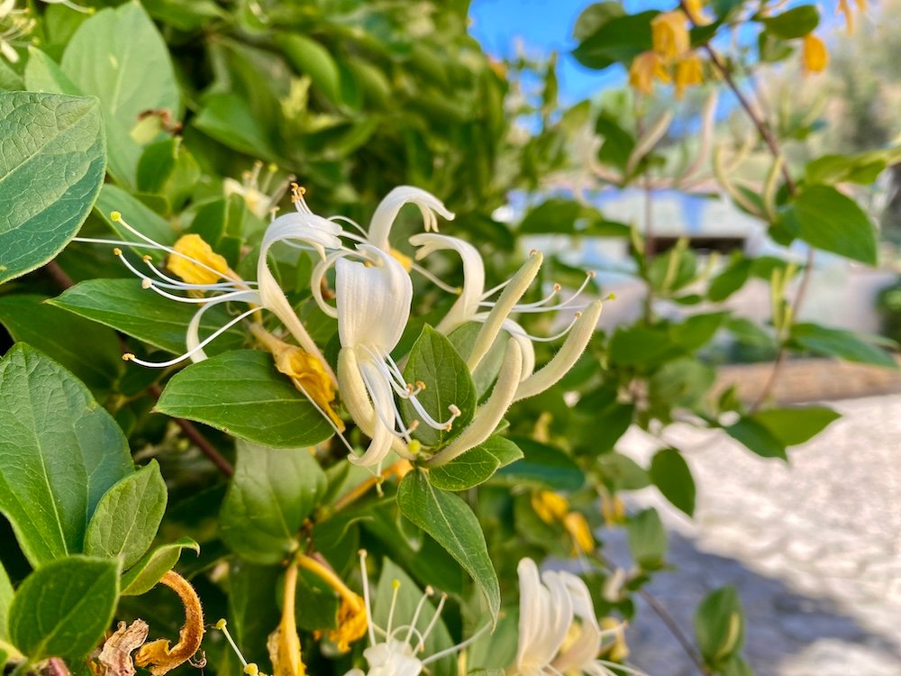 Lonicera