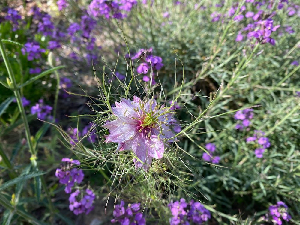 Nigella damascena