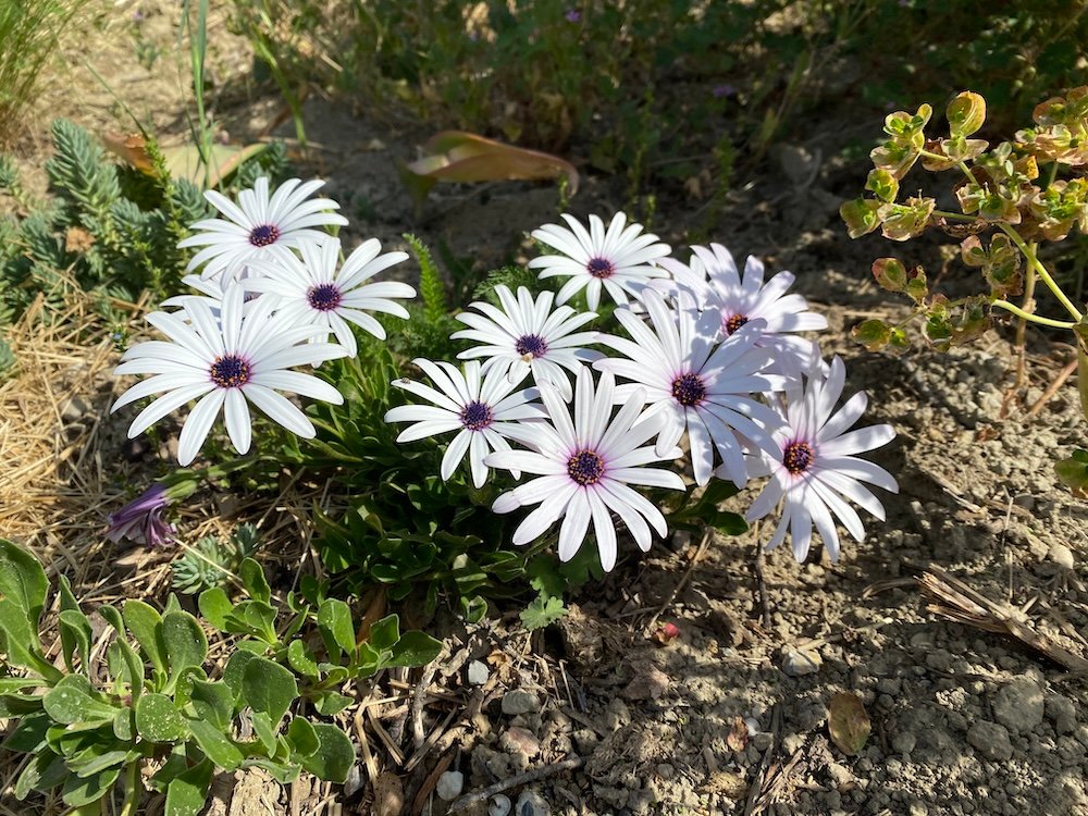 Osteospermum