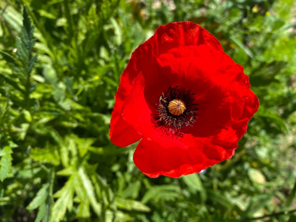 Red Poppies / Papaver rhoeas flower