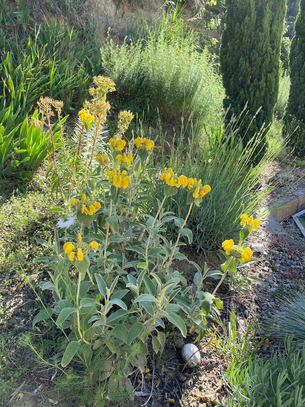 Phlomis fruticosa in Mediterranean Garden