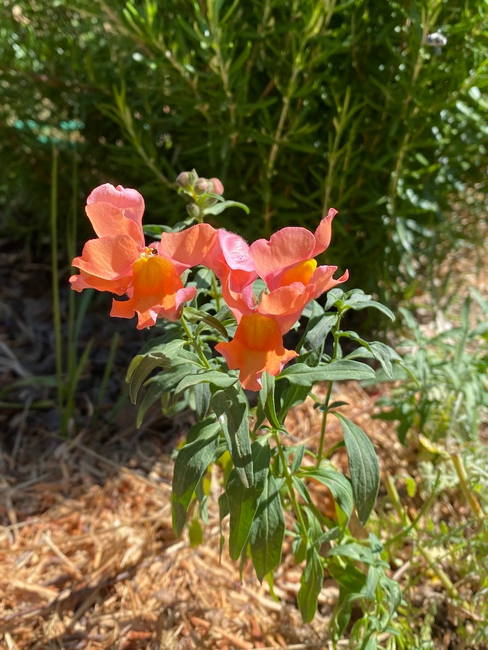 Antirrhinum