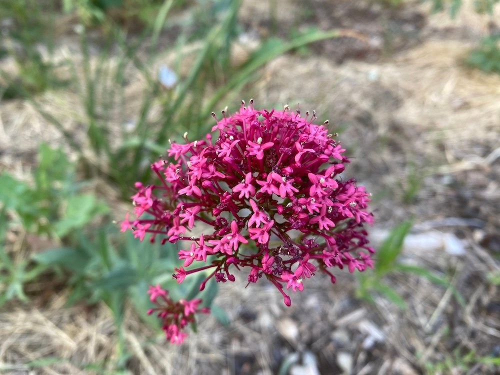 Centranthus ruber in a mediterranean garden