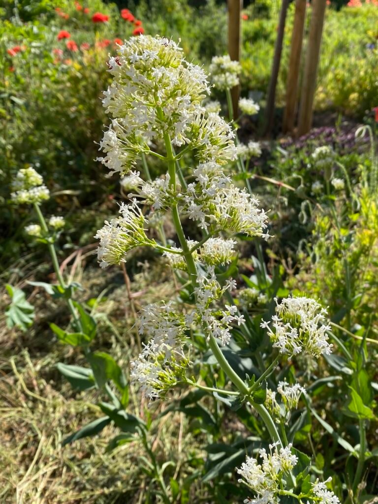 Centranthus ruber albus 