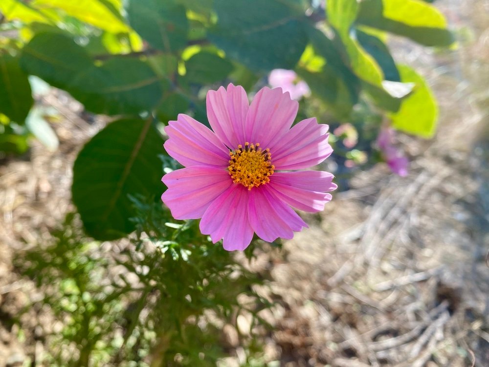 Pink Cosmos bipinnatus