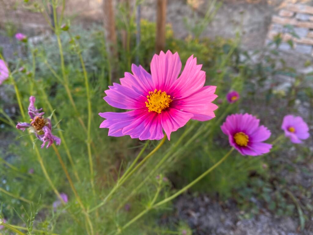 Pink Cosmos bipinnatus in evening sun