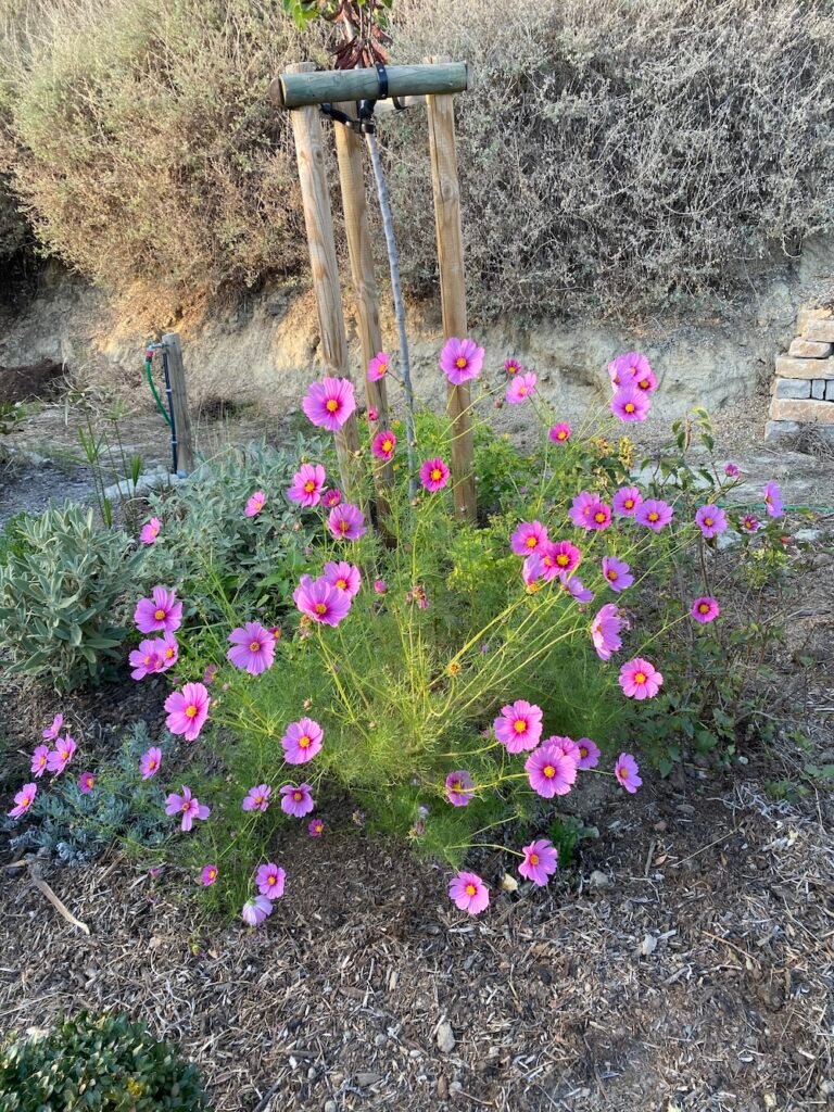 Pink Cosmos bipinnatus in a Mediterranean garden