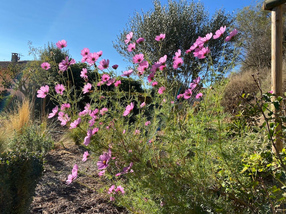 Pink Cosmos bipinnatus in a Mediterranean garden