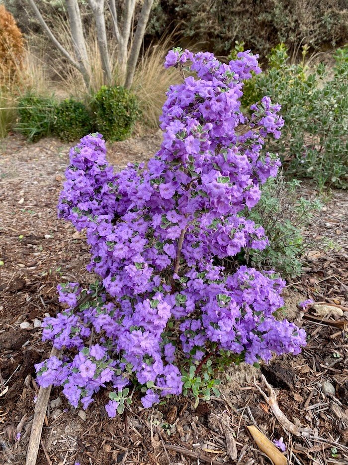 Leucophyllum