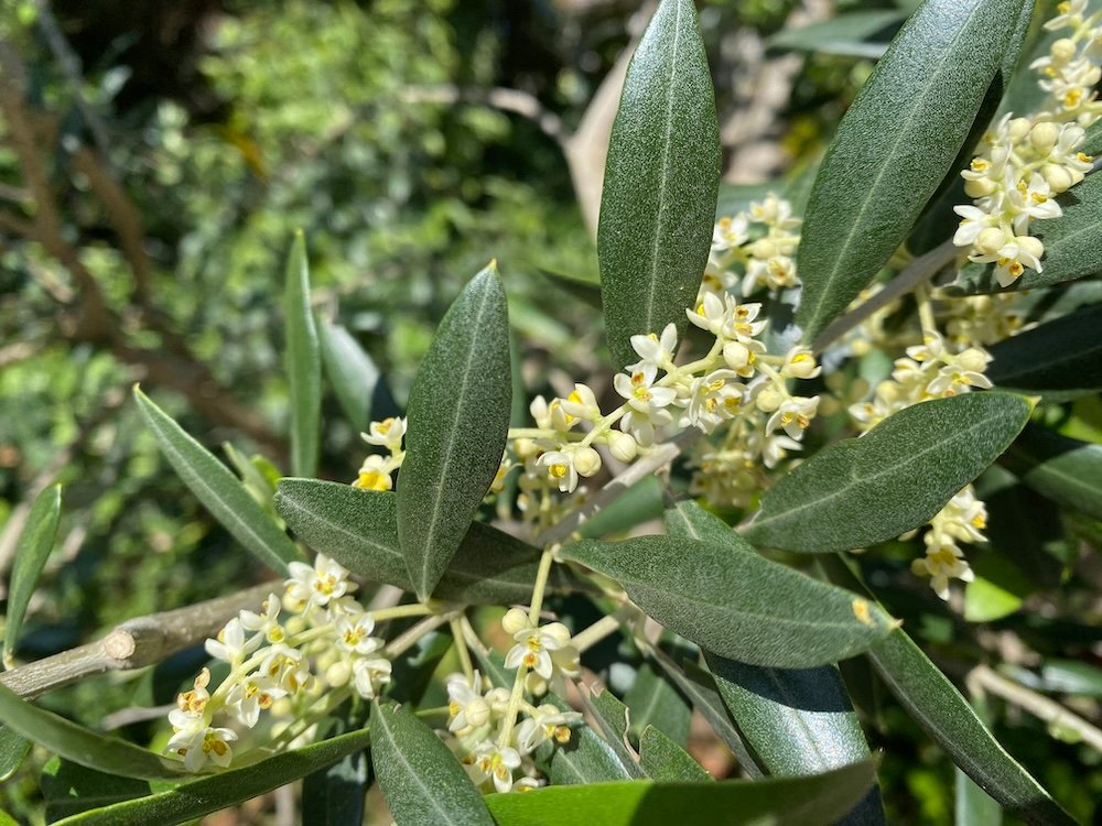 Flowering olive branch - olea europea