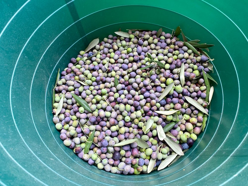 olive harvest - olea europea