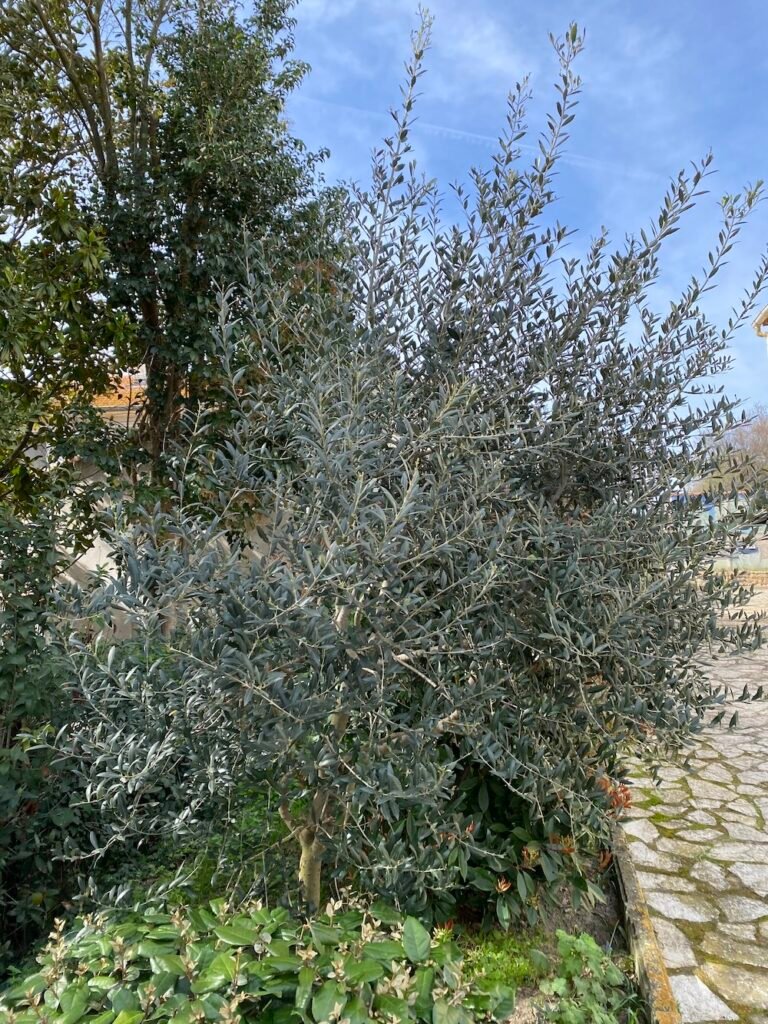 olivetree - olea europea