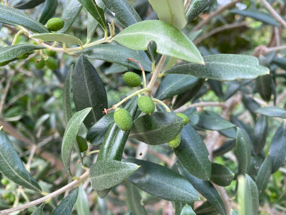 olives on a branch - olea europea